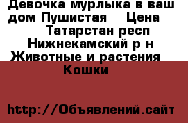 Девочка мурлыка в ваш дом!Пушистая! › Цена ­ 100 - Татарстан респ., Нижнекамский р-н Животные и растения » Кошки   